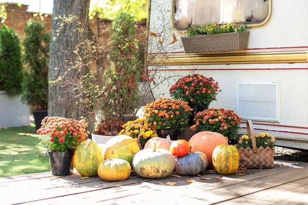 Fall Backyard with pumpkins and chrysanthemum in pots. Wooden Porch decorated for Halloween, Thanksgiving. Orange Pumpkins and autumn flowers on steps house. Vegetables, healthy eating. Harvesting.