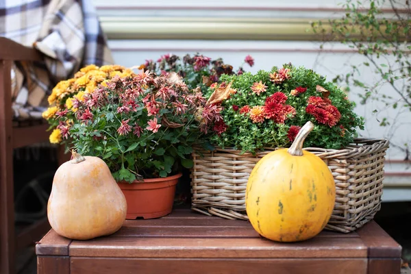 Yellow Pumpkins on table. Decorated entrance to house with pumpkins and chrysanthemums in pots. Front Porch decorated for Halloween, Thanksgiving. Fall season. Close up. Halloween and autumn food