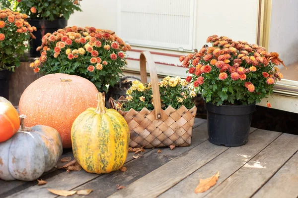 Fall Backyard with pumpkins and chrysanthemum in pots. Wooden Porch decorated for Halloween, Thanksgiving. Orange Pumpkins and autumn flowers on steps house. Vegetables, healthy eating. Harvesting.