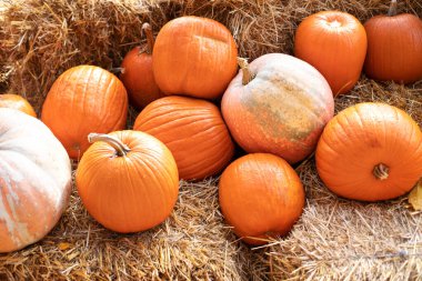 Rustic Fall Pumpkins ve saman arka planı. Sonbahar festivali. Evde cadılar bayramı süsü. Dış binanın klas bir sonbahar dekoru. Güneşli bir günde saman ya da saman yığınında portakal Cadılar Bayramı kabakları.
