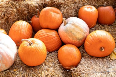 Güneşli bir günde saman ya da saman yığınında portakallı Cadılar Bayramı kabakları. Sonbahar festivali. Dış binanın klas bir sonbahar dekoru. Evde cadılar bayramı süsü. Rustic Fall Pumpkins ve saman Arkaplanı. 