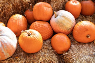 Güneşli bir günde saman ya da saman yığınında portakallı Cadılar Bayramı kabakları. Evde cadılar bayramı süsü. Rustic Fall Pumpkins ve saman arka planı. Sonbahar festivali. Dış binanın klas sonbahar dekoru. 