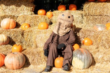 Tulum giymiş kafasında bir torba saman olan korkunç korkuluk bir sürü turuncu balkabağıyla saman ya da saman yığınının üzerinde oturuyor. Ürkütücü Cadılar Bayramı tatili konsepti. Evde Cadılar Bayramı süsü. 