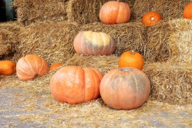 Güneşli bir günde saman ya da saman yığınında portakallı Cadılar Bayramı kabakları. Evde cadılar bayramı süsü. Rustic Fall Pumpkins ve saman arka planı. Sonbahar festivali. Dış binanın klas sonbahar dekoru. 