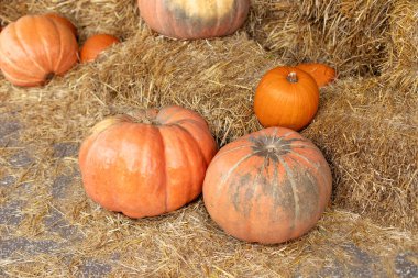 Rustic Fall Pumpkins ve saman arka planı. Sonbahar festivali. Evde cadılar bayramı süsü. Dış binanın klas bir sonbahar dekoru. Güneşli bir günde saman ya da saman yığınında portakal Cadılar Bayramı kabakları.