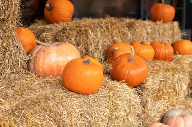 Güneşli bir günde saman ya da saman yığınında portakallı Cadılar Bayramı kabakları. Evde cadılar bayramı süsü. Rustic Fall Pumpkins ve saman arka planı. Sonbahar festivali. Dış binanın klas sonbahar dekoru. 