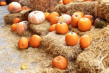 Güneşli bir günde saman ya da saman yığınında portakallı Cadılar Bayramı kabakları. Evde cadılar bayramı süsü. Rustic Fall Pumpkins ve saman arka planı. Sonbahar festivali. Dış binanın klas sonbahar dekoru. 