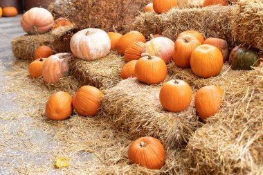 Sonbahar festivali. Evde cadılar bayramı süsü. Dış binanın klas bir sonbahar dekoru. Güneşli bir günde saman ya da saman yığınında portakallı Cadılar Bayramı kabakları. Rustic Fall Pumpkins ve saman Arkaplanı. 
