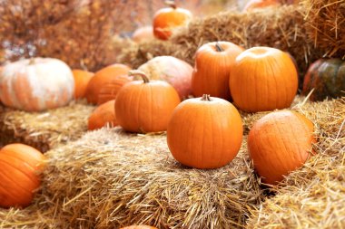 Güneşli bir günde saman ya da saman yığınında portakallı Cadılar Bayramı kabakları. Evde cadılar bayramı süsü. Rustic Fall Pumpkins ve saman arka planı. Sonbahar festivali. Dış binanın klas sonbahar dekoru. 