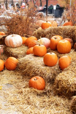 Güneşli bir günde saman ya da saman yığınında portakallı Cadılar Bayramı kabakları. Evde cadılar bayramı süsü. Rustic Fall Pumpkins ve saman arka planı. Sonbahar festivali. Dış binanın klas sonbahar dekoru. 