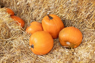 Güneşli bir günde saman ya da saman yığınında portakallı Cadılar Bayramı kabakları. Evde cadılar bayramı süsü. Rustic Fall Pumpkins ve saman arka planı. Sonbahar festivali. Dış binanın klas sonbahar dekoru. 