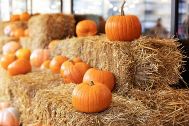 Güneşli bir günde saman ya da saman yığınında portakallı Cadılar Bayramı kabakları. Evde cadılar bayramı süsü. Rustic Fall Pumpkins ve saman arka planı. Sonbahar festivali. Dış binanın klas sonbahar dekoru. 