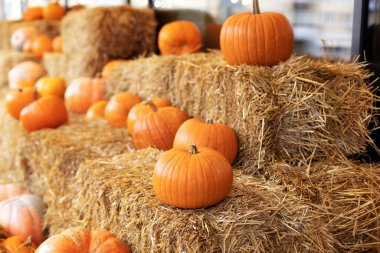Güneşli bir günde saman ya da saman yığınında portakallı Cadılar Bayramı kabakları. Rustic Fall Pumpkins ve saman arka planı. Sonbahar festivali. Evde cadılar bayramı süsü. Dış binanın klas sonbahar dekoru. 