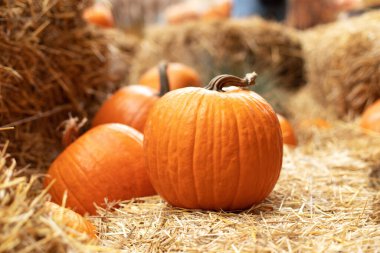 Güneşli bir günde saman ya da saman yığınında portakallı Cadılar Bayramı kabakları. Evde cadılar bayramı süsü. Rustic Fall Pumpkins ve saman arka planı. Sonbahar festivali. Dış binanın klas sonbahar dekoru. 