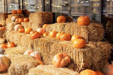 Güneşli bir günde saman ya da saman yığınında portakallı Cadılar Bayramı kabakları. Rustic Fall Pumpkins ve saman arka planı. Sonbahar festivali. Evde cadılar bayramı süsü. Dış binanın klas sonbahar dekoru. 
