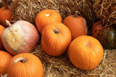 Güneşli bir günde saman ya da saman yığınında portakallı Cadılar Bayramı kabakları. Rustic Fall Pumpkins ve saman arka planı. Sonbahar festivali. Evde cadılar bayramı süsü. Dış binanın klas sonbahar dekoru. 