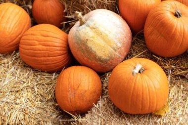 Güneşli bir günde saman ya da saman yığınında portakallı Cadılar Bayramı kabakları. Rustic Fall Pumpkins ve saman arka planı. Sonbahar festivali. Evde cadılar bayramı süsü. Dış binanın klas sonbahar dekoru. 