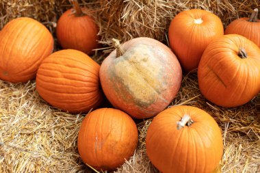 Evde cadılar bayramı süsü. Rustic Fall Pumpkins ve saman arka planı. Sonbahar festivali. Dış binanın klas bir sonbahar dekoru. Güneşli bir günde saman ya da saman yığınında portakal Cadılar Bayramı kabakları. 