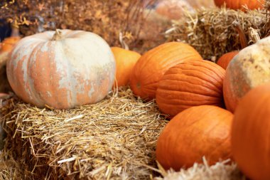 Güneşli bir günde saman ya da saman yığınında portakallı Cadılar Bayramı kabakları. Rustic Fall Pumpkins ve saman arka planı. Sonbahar festivali. Evde cadılar bayramı süsü. Dış binanın klas sonbahar dekoru. 