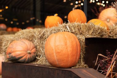 Güneşli bir günde saman ya da saman yığınında portakallı Cadılar Bayramı kabakları. Rustic Fall Pumpkins ve saman arka planı. Sonbahar festivali. Evde cadılar bayramı süsü. Dış binanın klas sonbahar dekoru. 