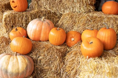 Güneşli bir günde saman ya da saman yığınında portakallı Cadılar Bayramı kabakları. Rustic Fall Pumpkins ve saman arka planı. Sonbahar festivali. Evde cadılar bayramı süsü. Dış binanın klas sonbahar dekoru. 