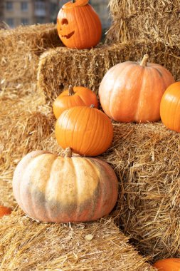 Güneşli bir günde saman ya da saman yığınında portakallı Cadılar Bayramı kabakları. Rustic Fall Pumpkins ve saman arka planı. Sonbahar festivali. Evde cadılar bayramı süsü. Dış binanın klas sonbahar dekoru. 