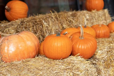 Güneşli bir günde saman ya da saman yığınında portakallı Cadılar Bayramı kabakları. Rustic Fall Pumpkins ve saman arka planı. Sonbahar festivali. Evde cadılar bayramı süsü. Dış binanın klas sonbahar dekoru. 
