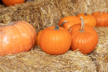 Güneşli bir günde saman ya da saman yığınında portakallı Cadılar Bayramı kabakları. Evde cadılar bayramı süsü. Rustic Fall Pumpkins ve saman arka planı. Sonbahar festivali. Dış binanın klas sonbahar dekoru. 