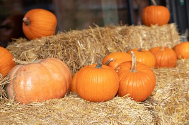 Evde cadılar bayramı süsü. Rustic Fall Pumpkins ve saman arka planı. Sonbahar festivali. Dış binanın klas bir sonbahar dekoru. Güneşli bir günde saman ya da saman yığınında portakal Cadılar Bayramı kabakları. 