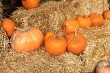 Güneşli bir günde saman ya da saman yığınında portakallı Cadılar Bayramı kabakları. Rustic Fall Pumpkins ve saman arka planı. Sonbahar festivali. Evde cadılar bayramı süsü. Dış binanın klas sonbahar dekoru. 