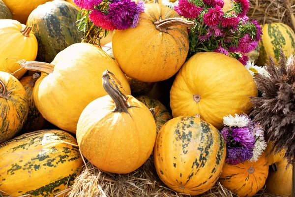 Güneşli bir günde saman ya da saman yığınında portakallı Cadılar Bayramı kabakları. Rustic Fall Pumpkins ve saman arka planı. Sonbahar festivali. Evde cadılar bayramı süsü. Dış binanın klas sonbahar dekoru. 