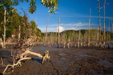 Bakü Milli Parkı 'ndaki Mangrove Ormanı, Borneo - Malezya