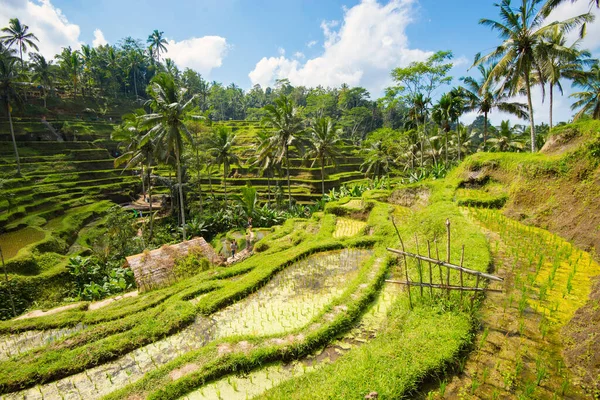 Ubud, Bali, Endonezya 'da Tegalalang Pirinç Terasları