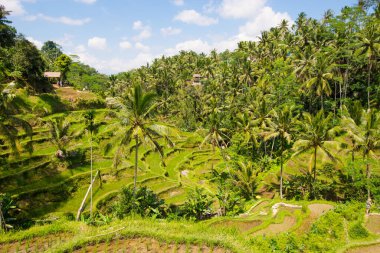 Ubud, Bali, Endonezya 'da Tegalalang Pirinç Terasları