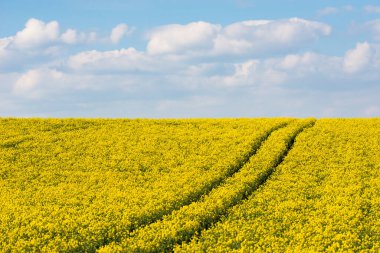 Yellow rapeseed field and picturesque sky with white clouds