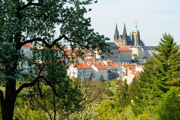 Sanktt Vitus Domkyrka Och Pragborgen Prague Tjeckien — Stockfoto