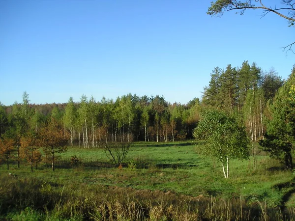Rosja Obwód Moskiewski Brzozy Sosny Lesie — Zdjęcie stockowe