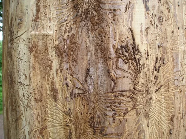 Rusya, Moskova, Timiryazevsky Parkı, bir ağaç gövdesine çizim