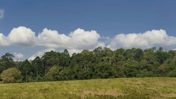 Tájkép Erdő Fák Közepe Felhők Kékes Környezetvédelmi Ökológiai Koncepció — Stock Fotó