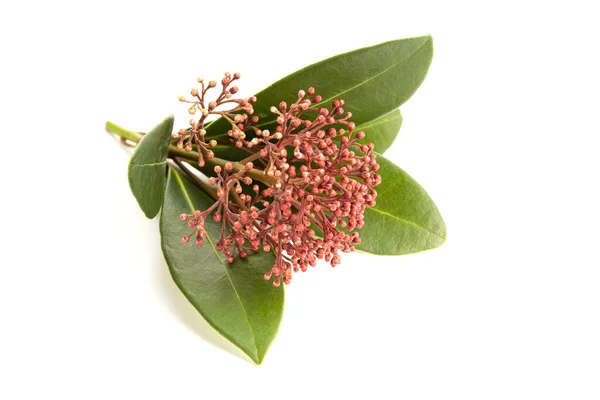 Skimmia Japonica Ramita Aislada Sobre Fondo Blanco — Foto de Stock