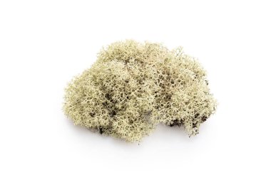 Lichen beyaz arka planda izole edildi. Evernia budanması