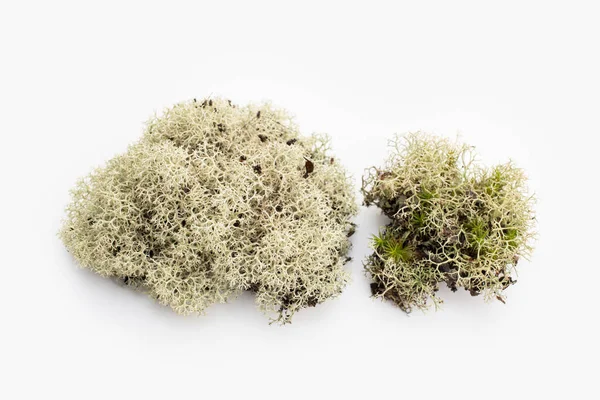 Lichen Isolé Sur Fond Blanc Evernia Prunastri — Photo