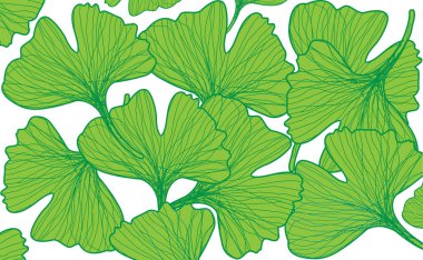 Yeşil Ginkgo biloba iz bırakır. Vektör illüstrasyonu