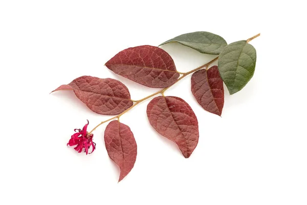 Loropetalum Chinense Ramita Con Flor Aislada Sobre Fondo Blanco — Foto de Stock