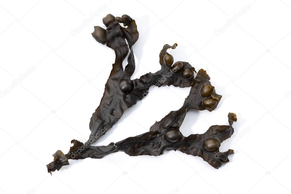 Fucus vesiculosus isolated on white background. Bladder wrack seaweed