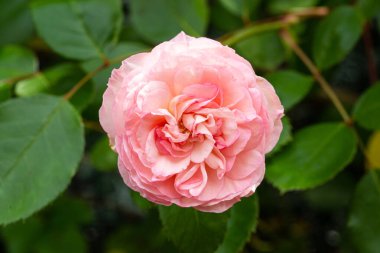 Açık havada yetişen pembe gül çiçeği. Rosa çingenesi