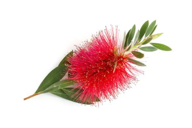 Callistemon Citrinus çiçeği beyaz arkaplanda izole edilmiş