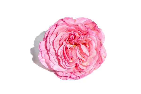 로즈꽃은 배경에 고립되어 Rosa Chinensis — 스톡 사진