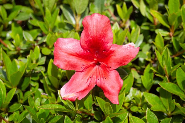 Rhododendron Simsii Flower Growing Outdoor Garden Red Azalea Flower — стокове фото
