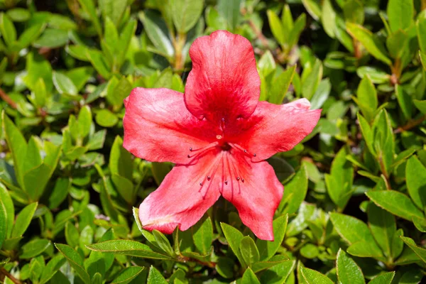 Bahçede yetişen Rhododendron simsii çiçeği. Kırmızı Azalea çiçeği